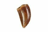 Raptor Tooth - Real Dinosaur Tooth #90107-1